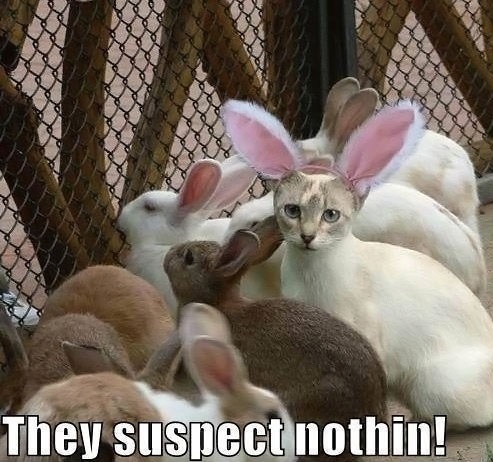 funny-cat-bunny-ears-undercover.jpg