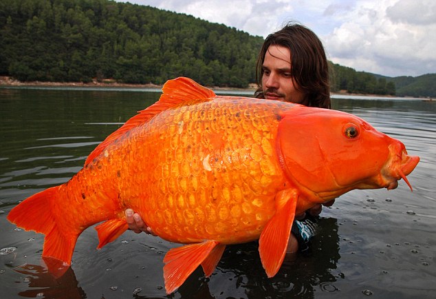 giantgoldfish.jpg